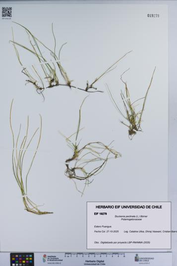 Stuckenia pectinata [Espécimen: UCH:EIF:0019278]