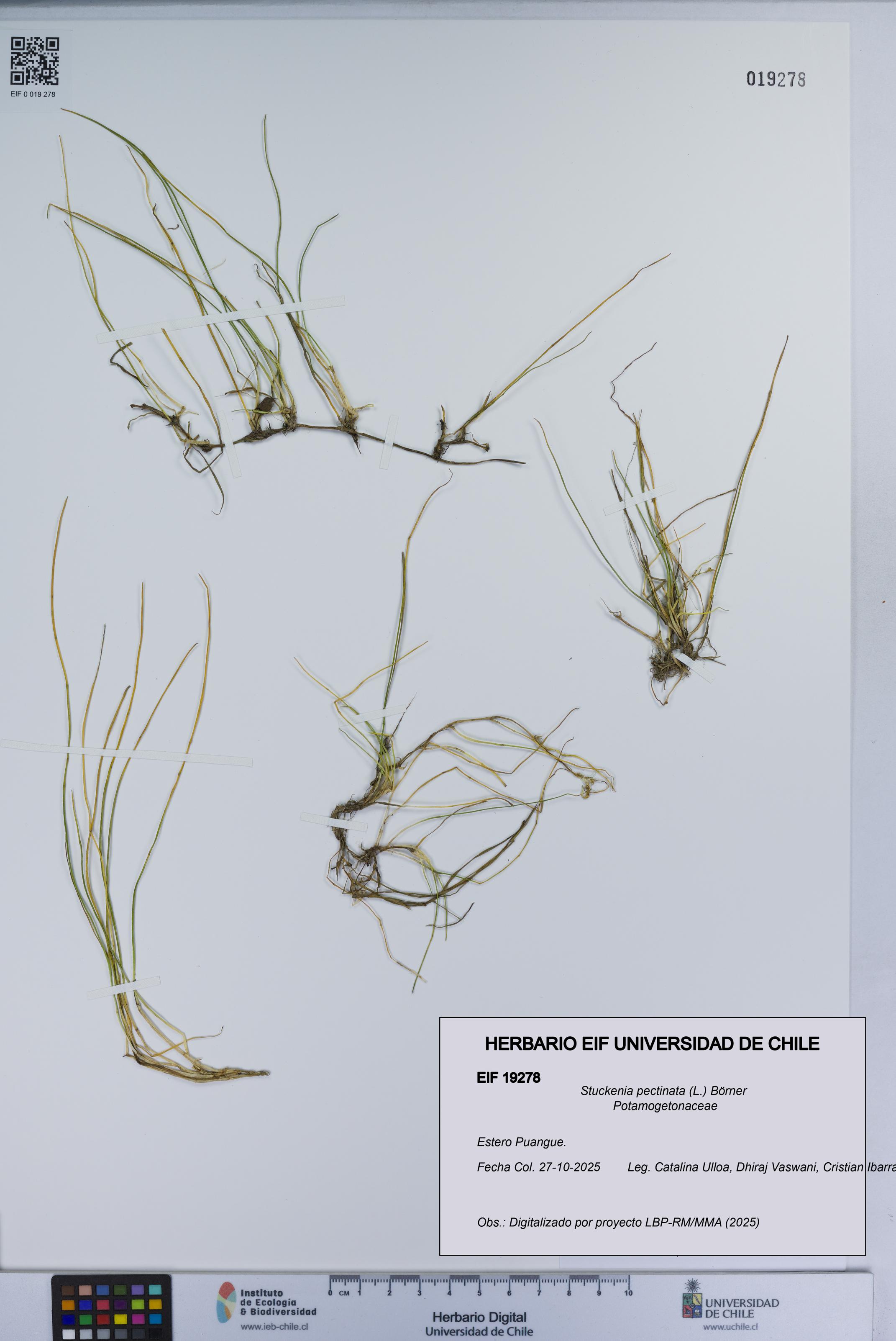 Stuckenia pectinata [Espécimen: UCH:EIF:0019278]