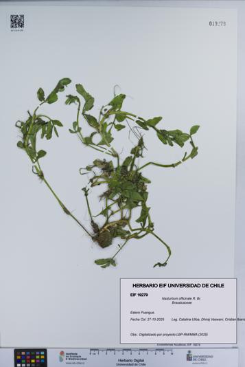 Nasturtium officinale [Espécimen: UCH:EIF:0019279]