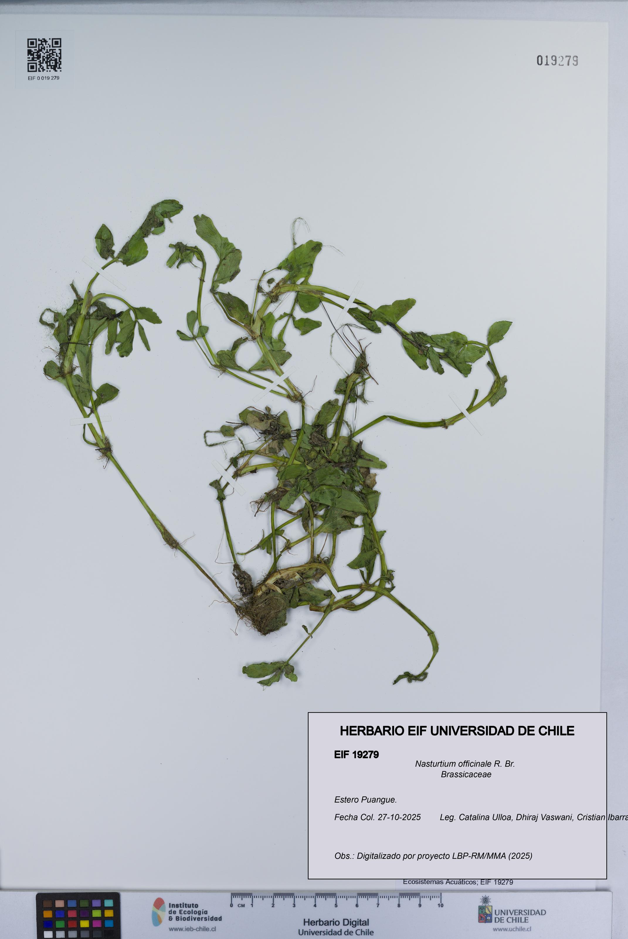 Nasturtium officinale [Espécimen: UCH:EIF:0019279]