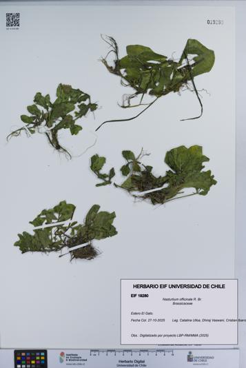 Nasturtium officinale [Espécimen: UCH:EIF:0019280]