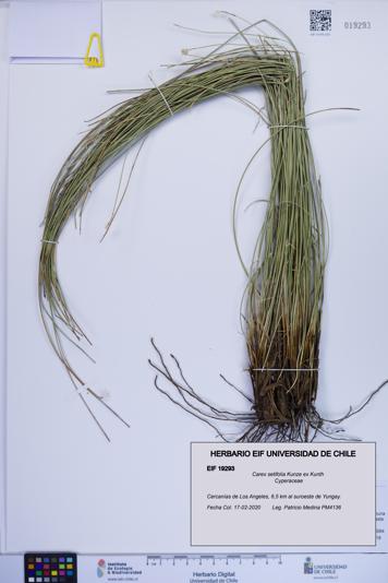 Carex setifolia [Espécimen: ]
