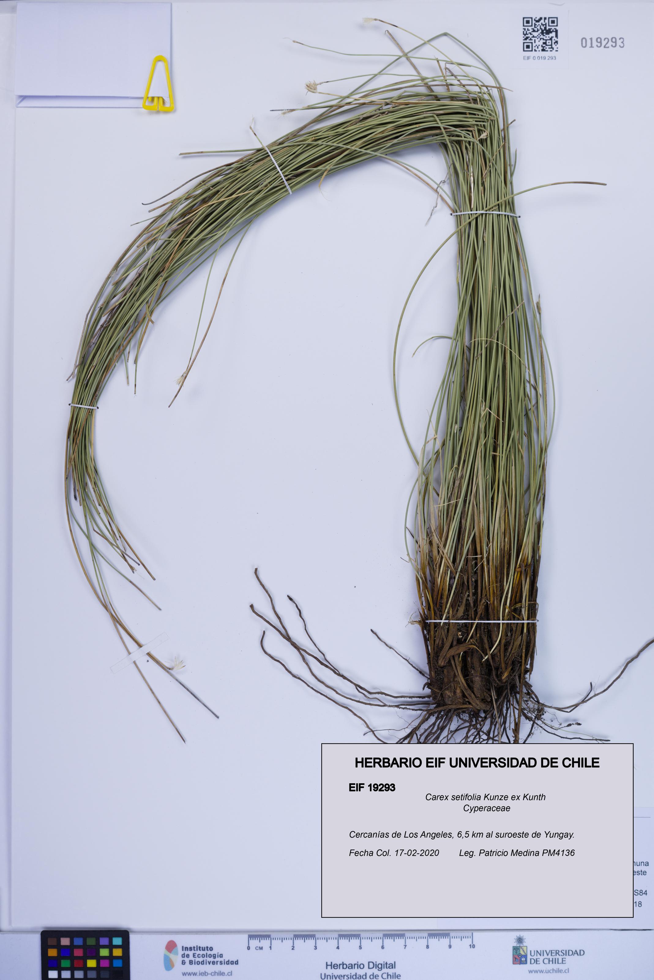 Carex setifolia [Espécimen: ]