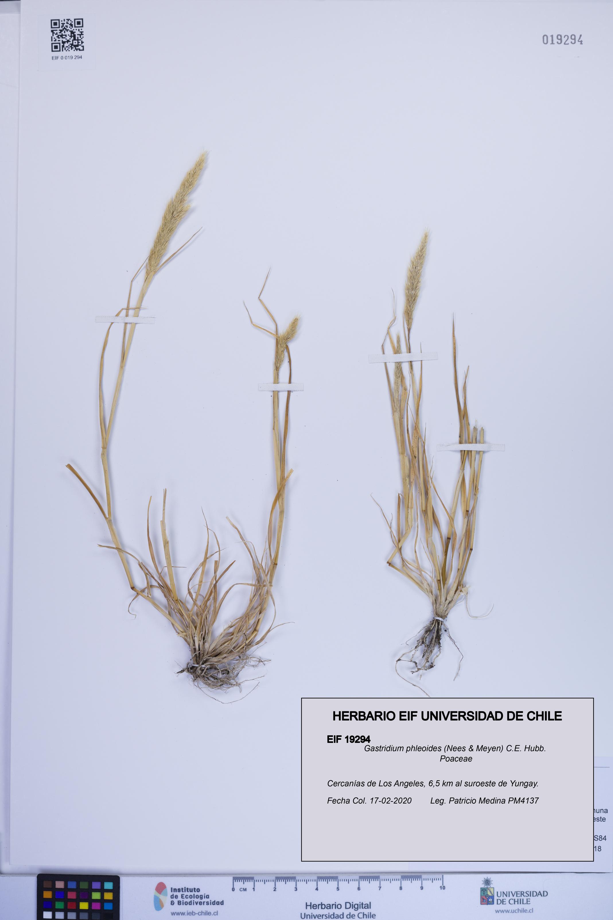 Gastridium phleoides [Espécimen: ]
