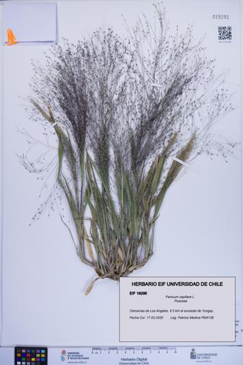 Panicum capillare [Espécimen: ]