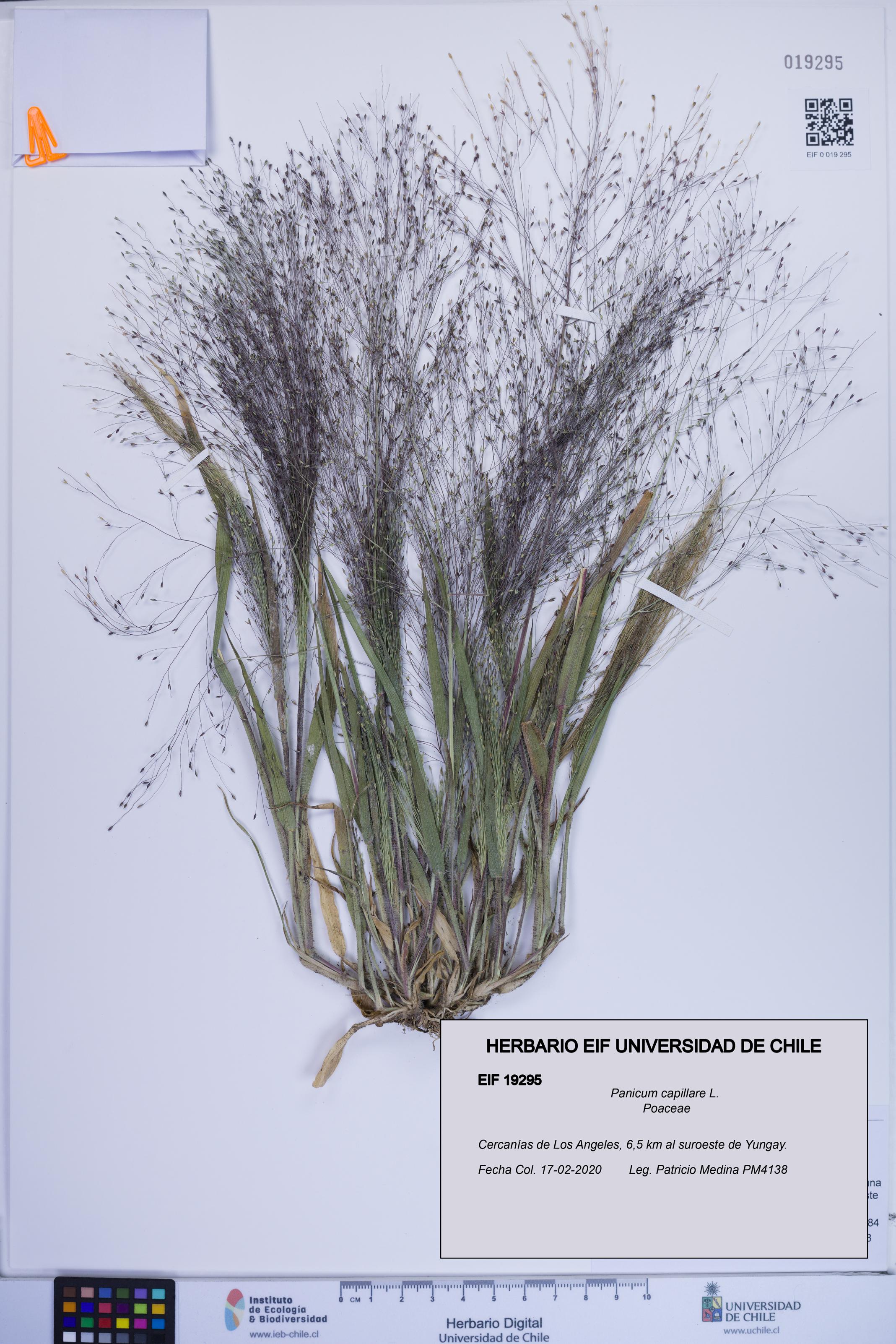 Panicum capillare [Espécimen: ]