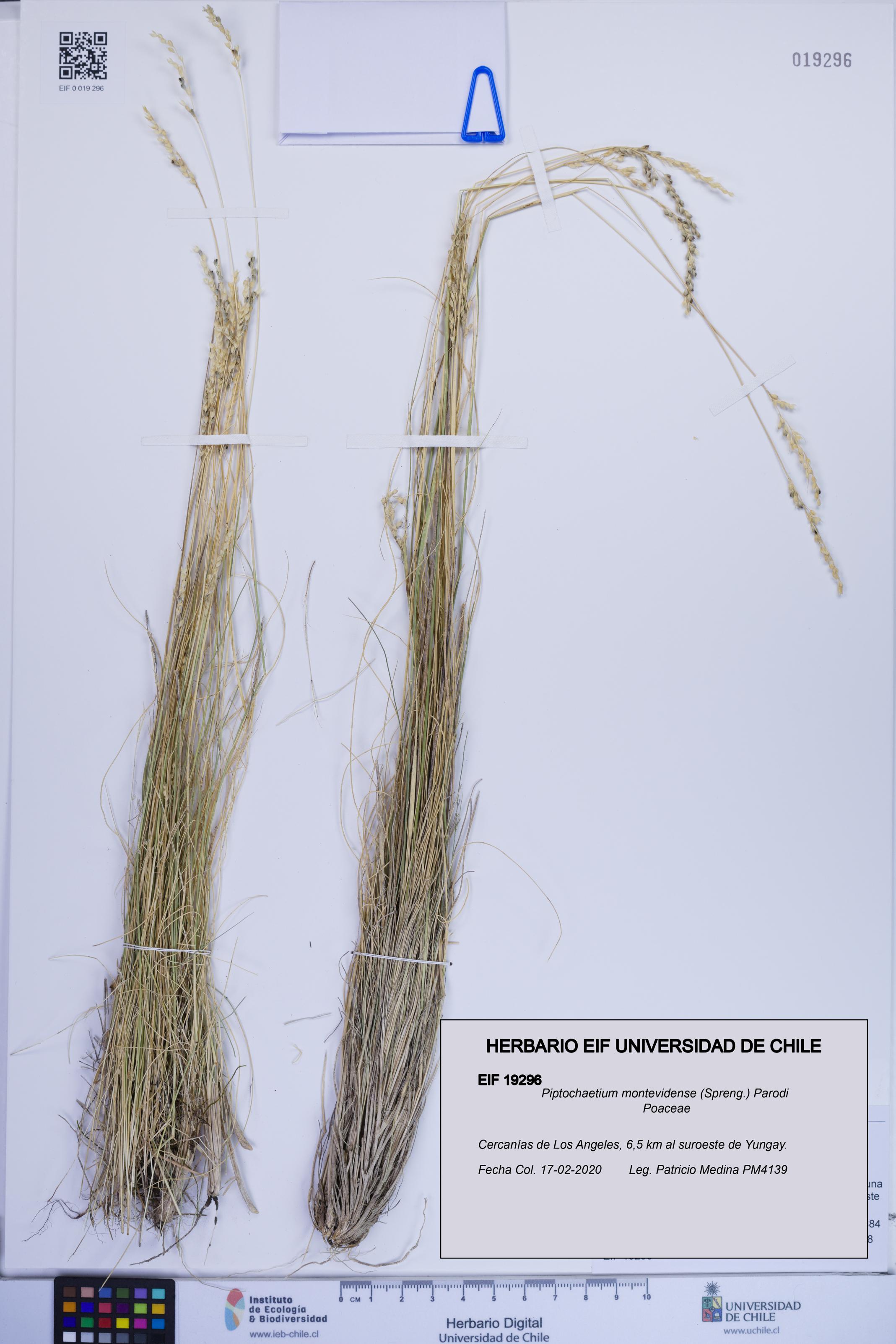 Piptochaetium montevidense [Espécimen: ]