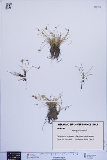 Isolepis nigricans [Espécimen: ]