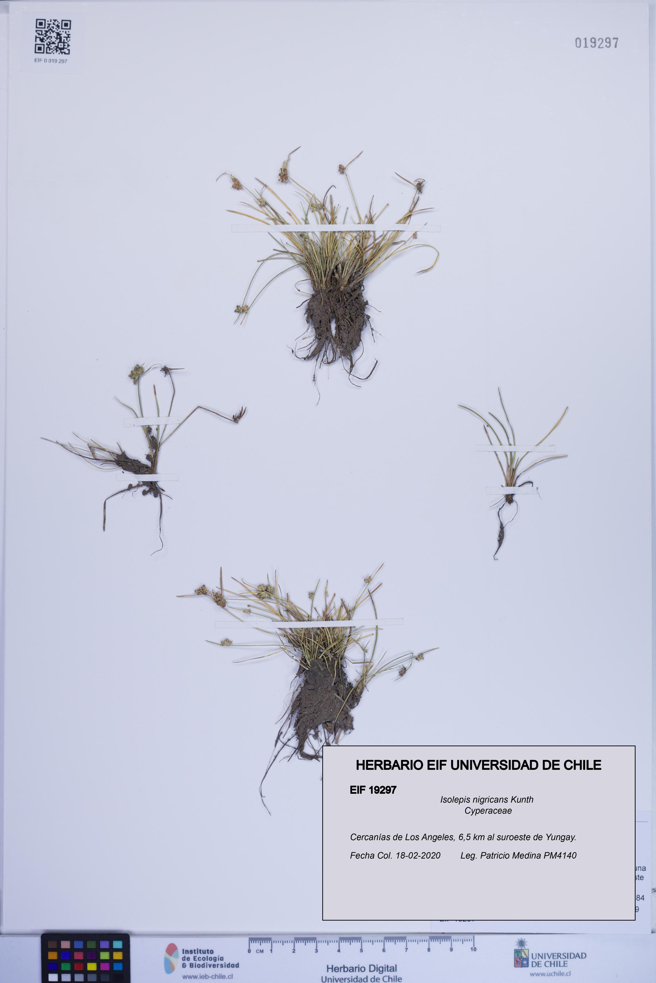 Isolepis nigricans [Espécimen: ]