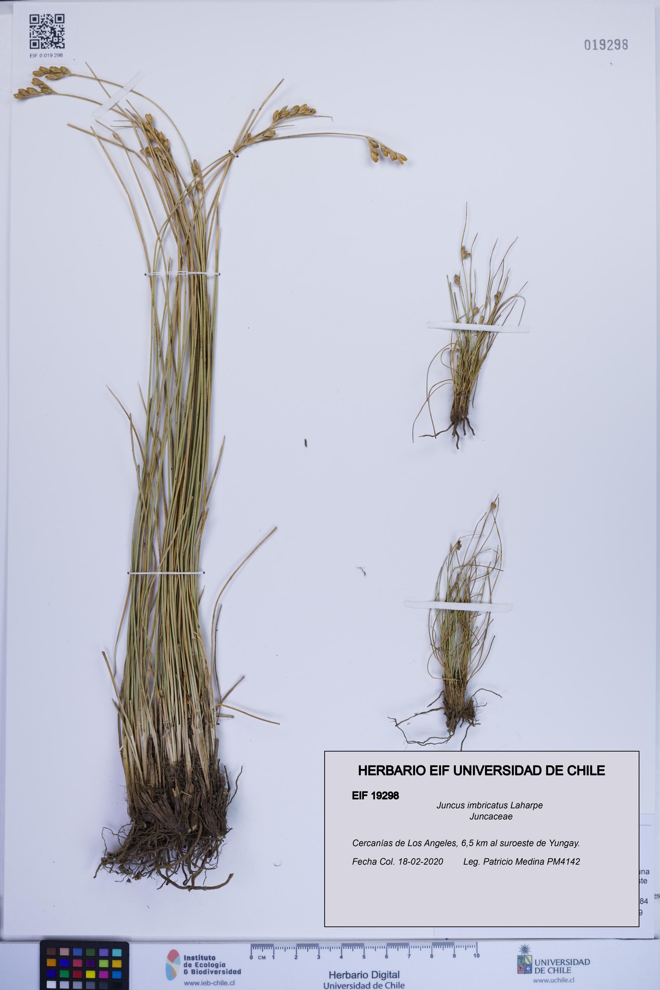 Juncus imbricatus [Espécimen: ]