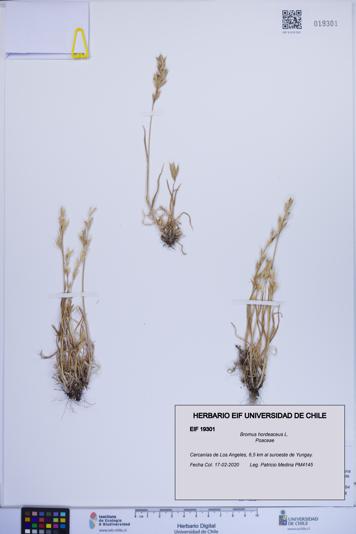 Bromus hordeaceus [Espécimen: ]