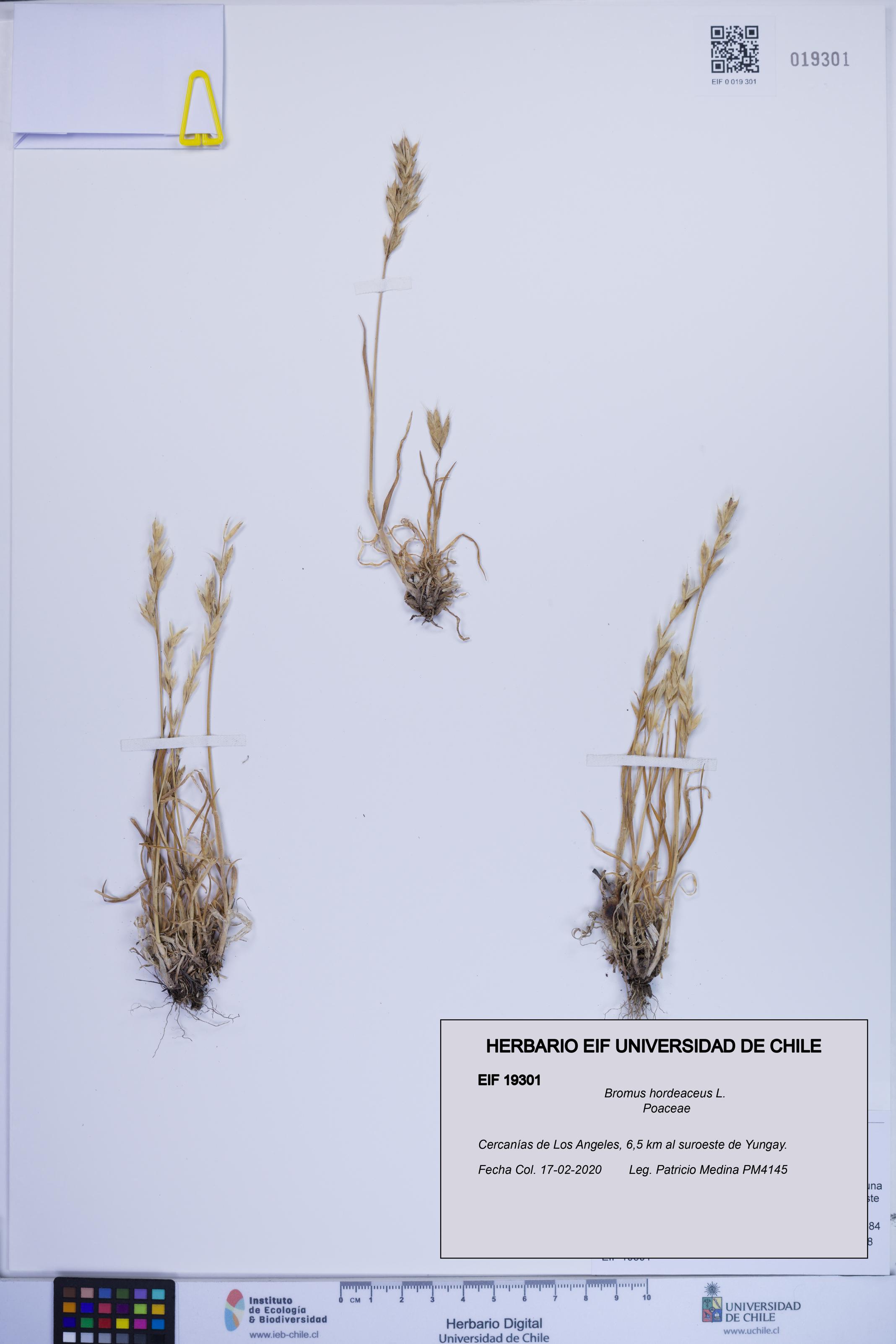 Bromus hordeaceus [Espécimen: ]
