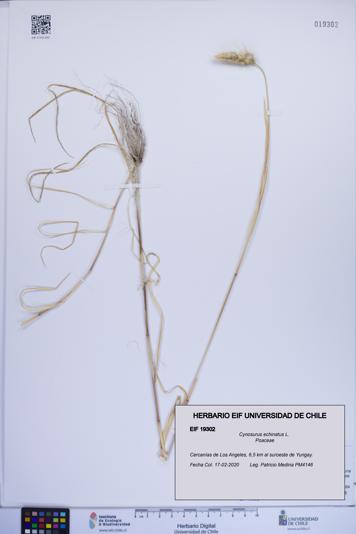 Cynosurus echinatus [Espécimen: ]