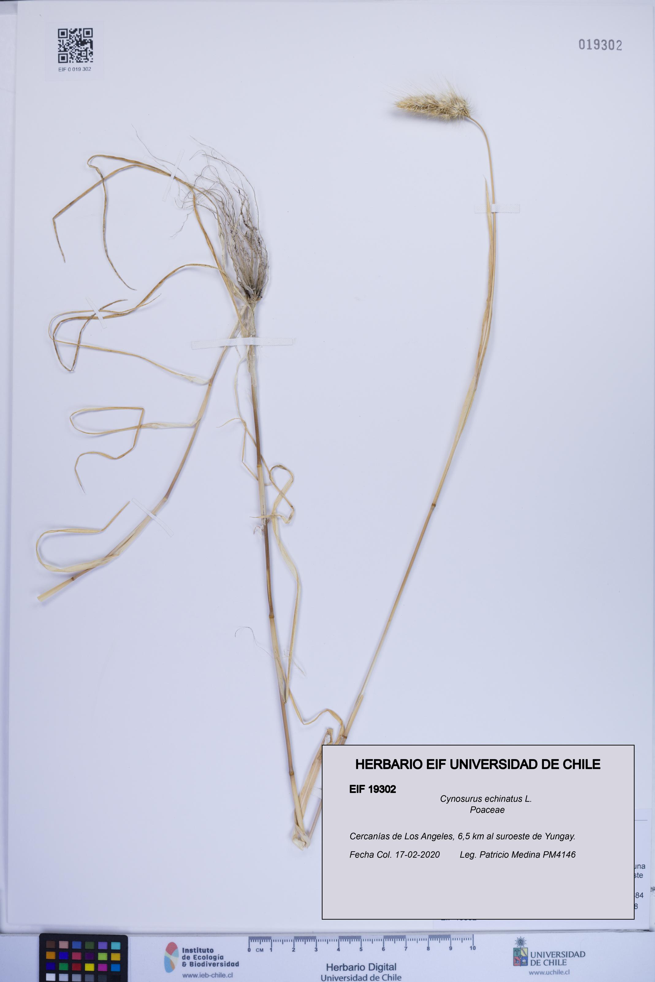 Cynosurus echinatus [Espécimen: ]