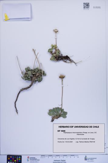 Haplopappus macrocephalus [Espécimen: ]