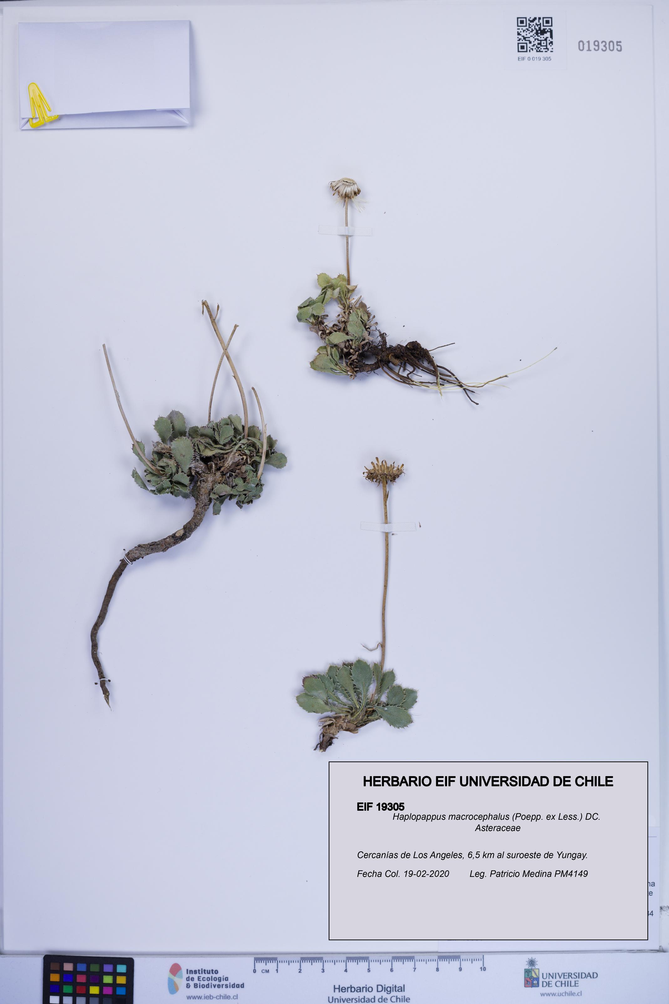 Haplopappus macrocephalus [Espécimen: ]