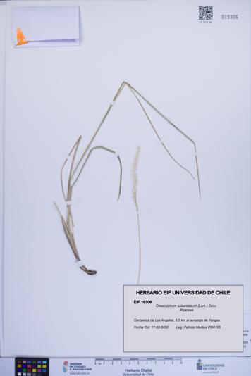 Chascolytrum subaristatum [Espécimen: ]