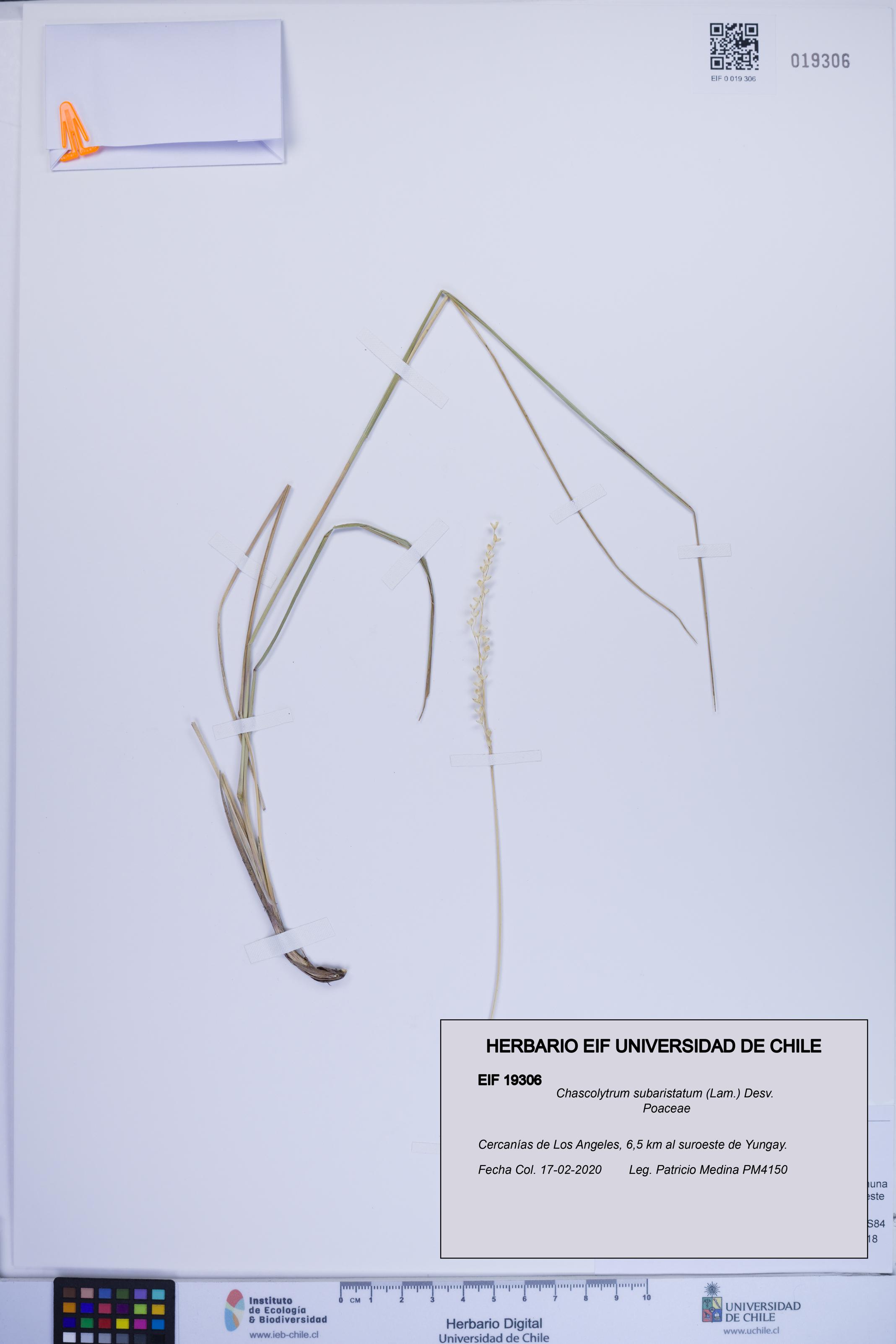 Chascolytrum subaristatum [Espécimen: ]