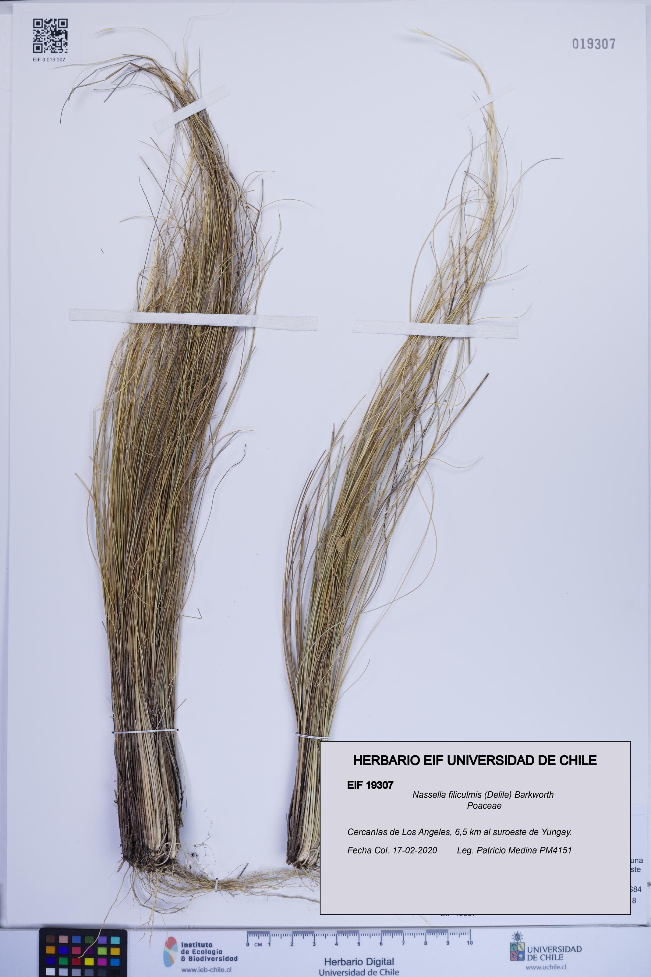 Nassella filiculmis [Espécimen: ]