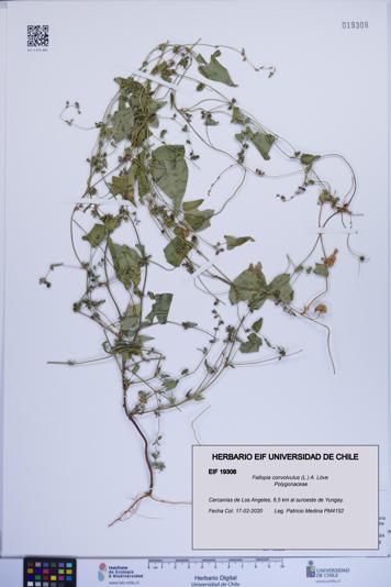 Fallopia convolvulus [Espécimen: ]