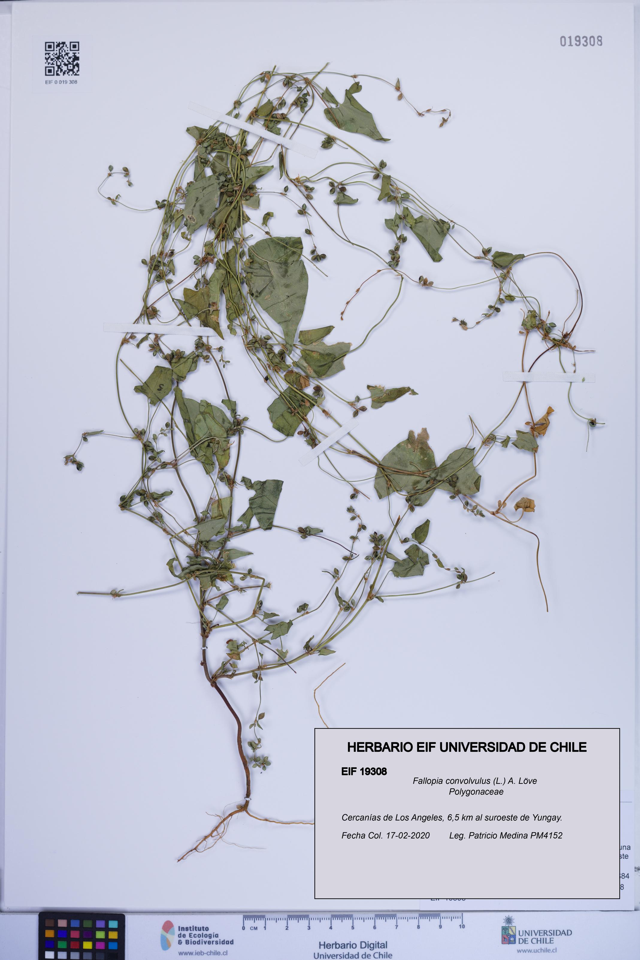 Fallopia convolvulus [Espécimen: ]
