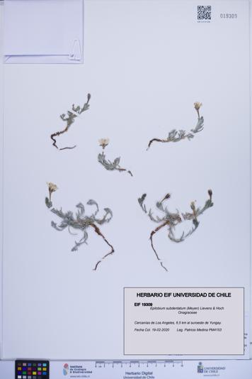 Epilobium subdentatum [Espécimen: ]