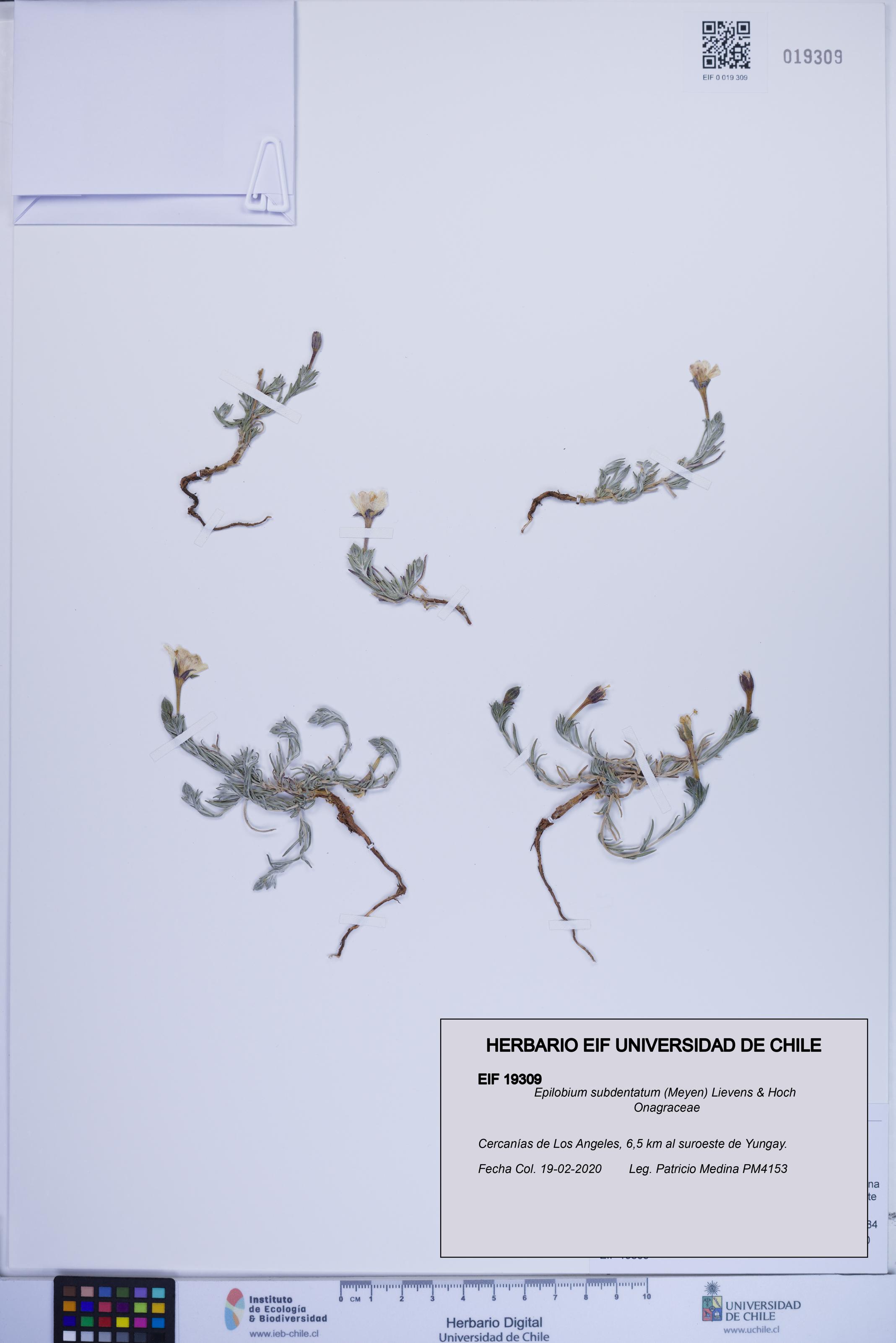 Epilobium subdentatum [Espécimen: ]