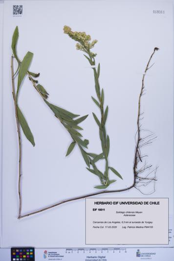 Solidago chilensis [Espécimen: ]