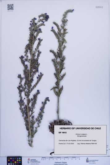 Echium vulgare [Espécimen: ]