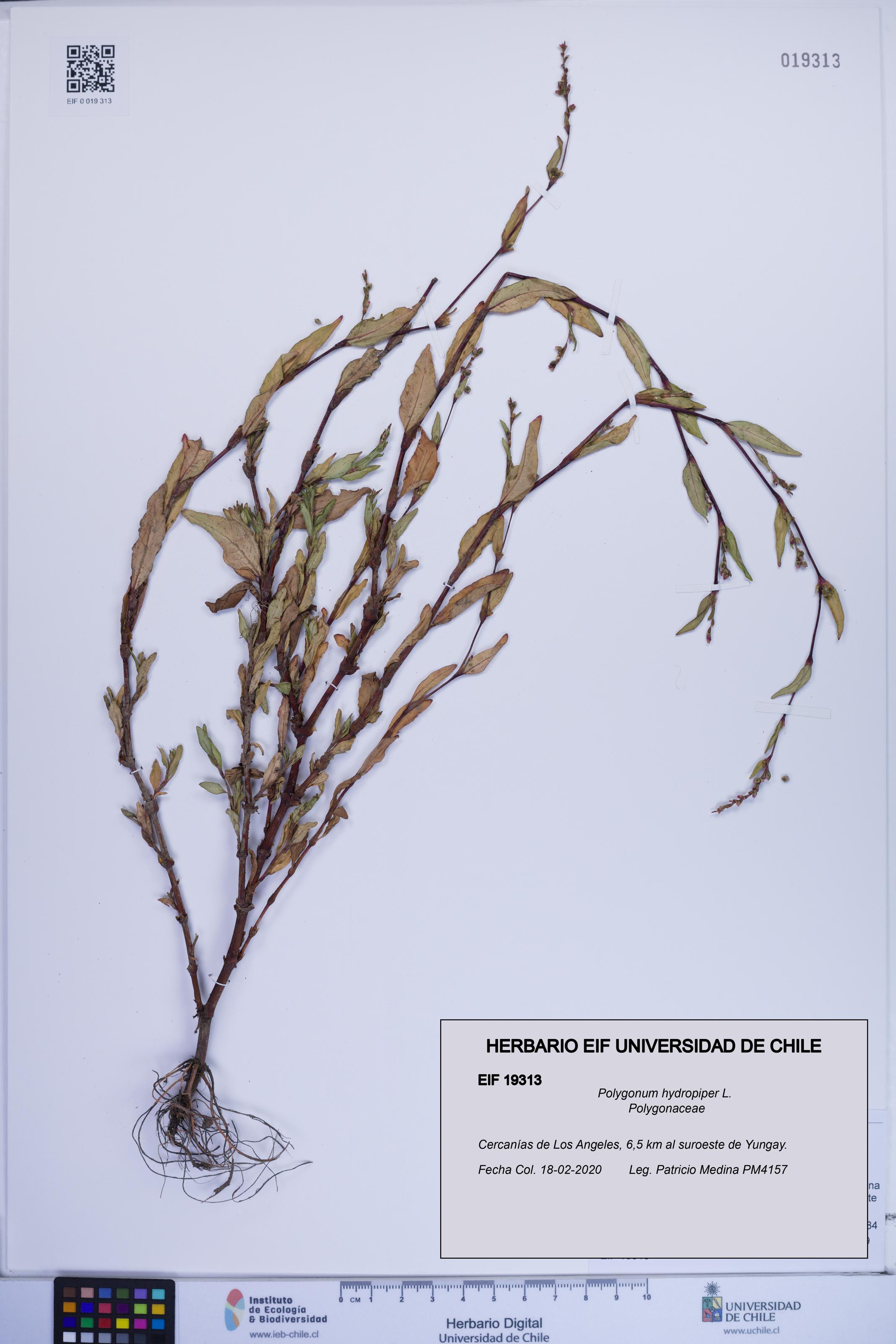 Polygonum hydropiper [Espécimen: ]