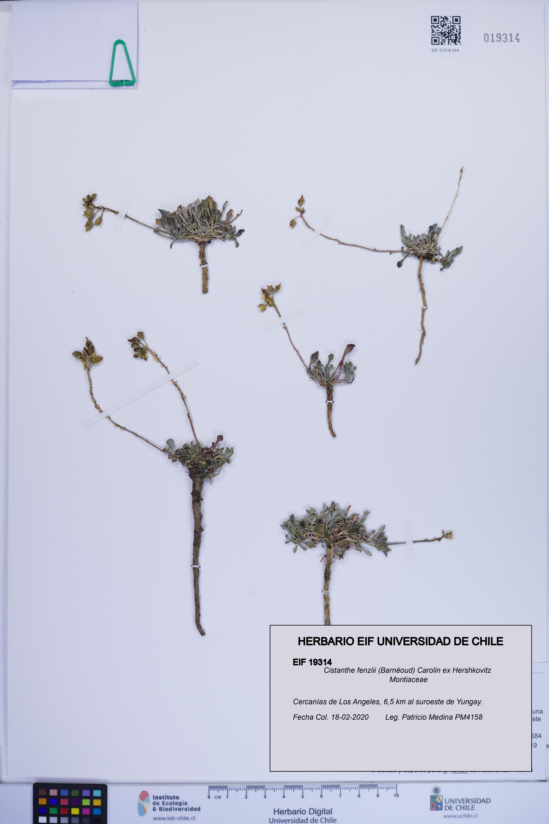 Cistanthe fenzlii [Espécimen: ]
