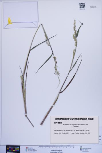 Echinochloa crus-pavonis [Espécimen: ]