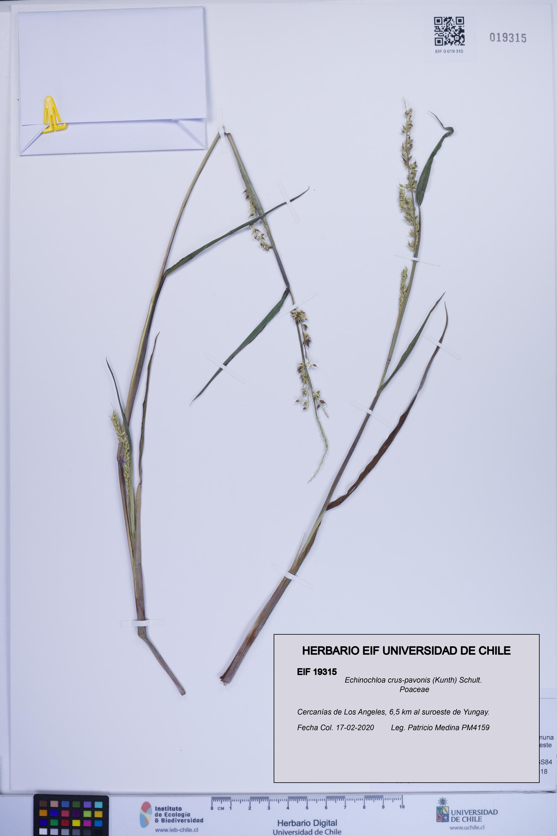 Echinochloa crus-pavonis [Espécimen: ]