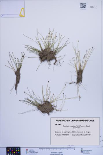 Eleocharis maculosa [Espécimen: ]