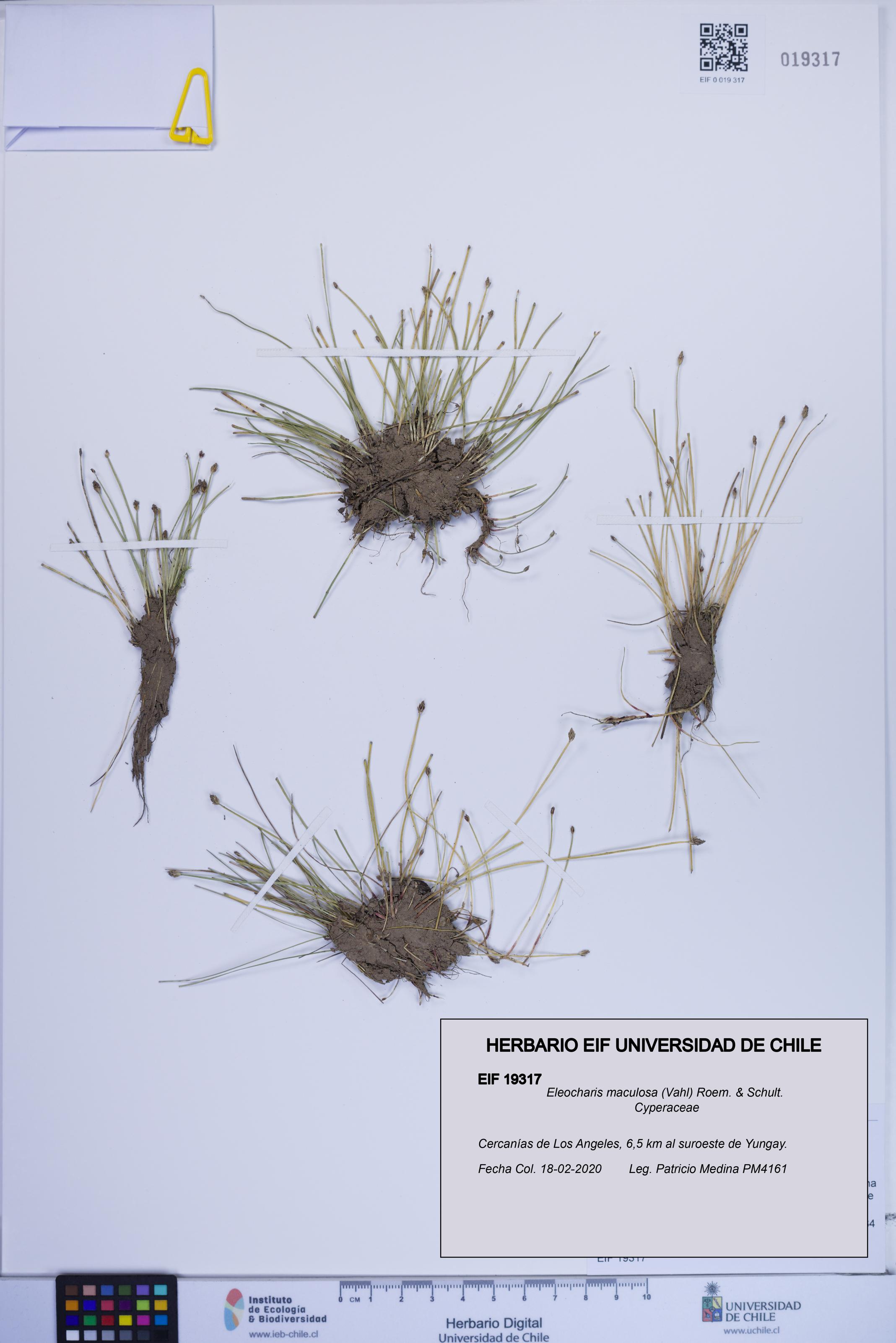 Eleocharis maculosa [Espécimen: ]
