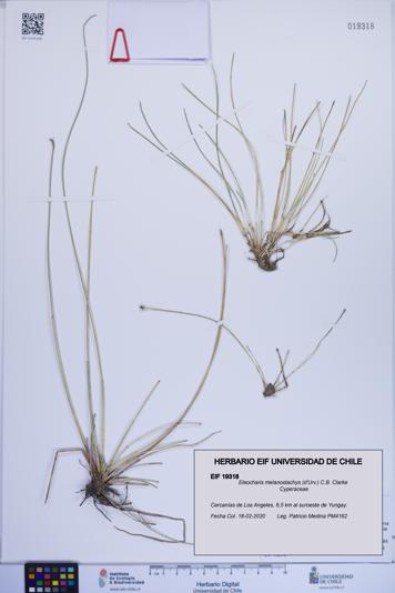 Eleocharis melanostachys [Espécimen: ]