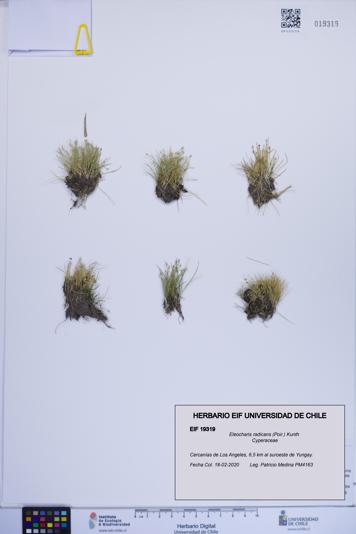 Eleocharis radicans [Espécimen: ]