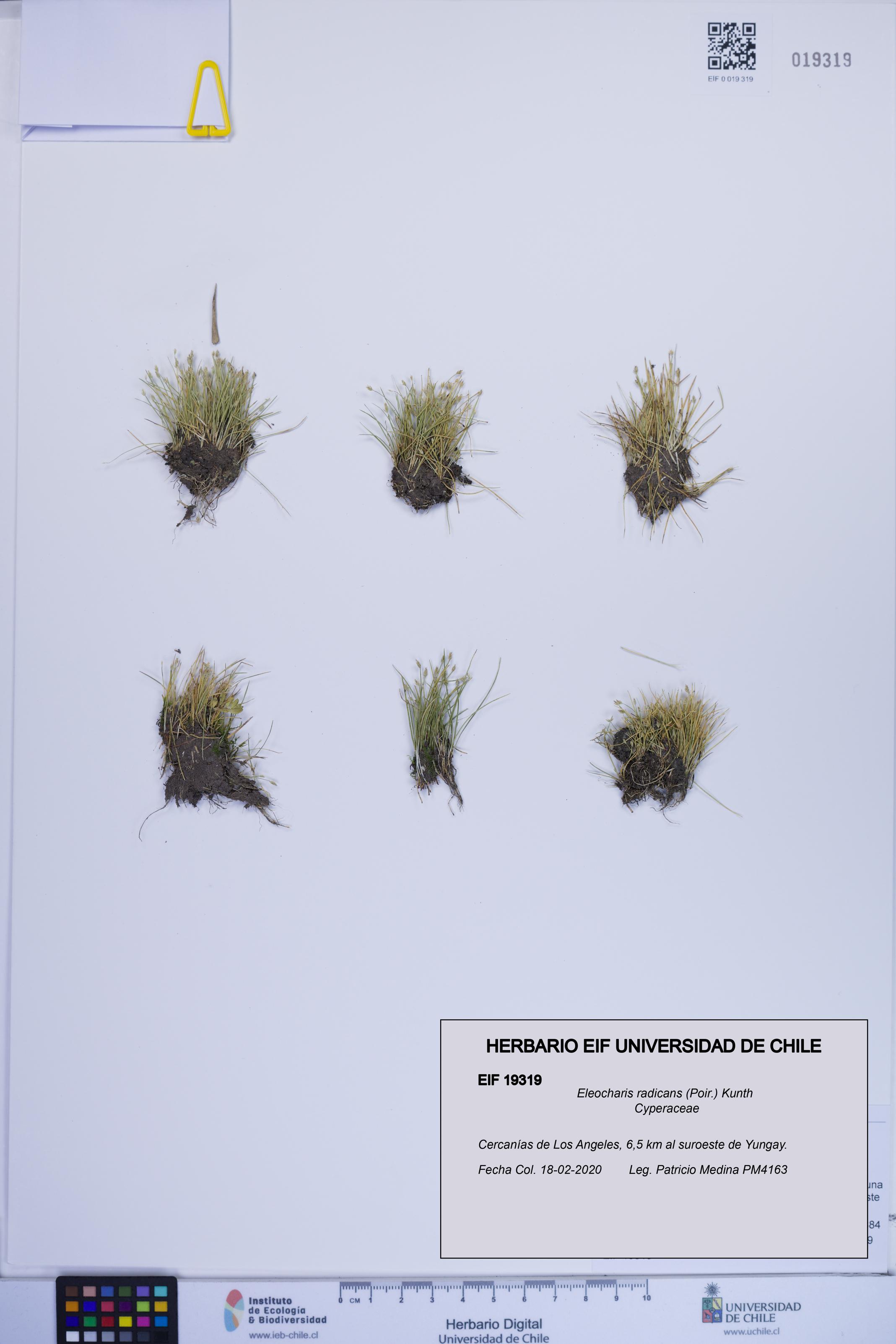 Eleocharis radicans [Espécimen: ]