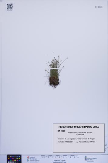 Isolepis cernua [Espécimen: ]