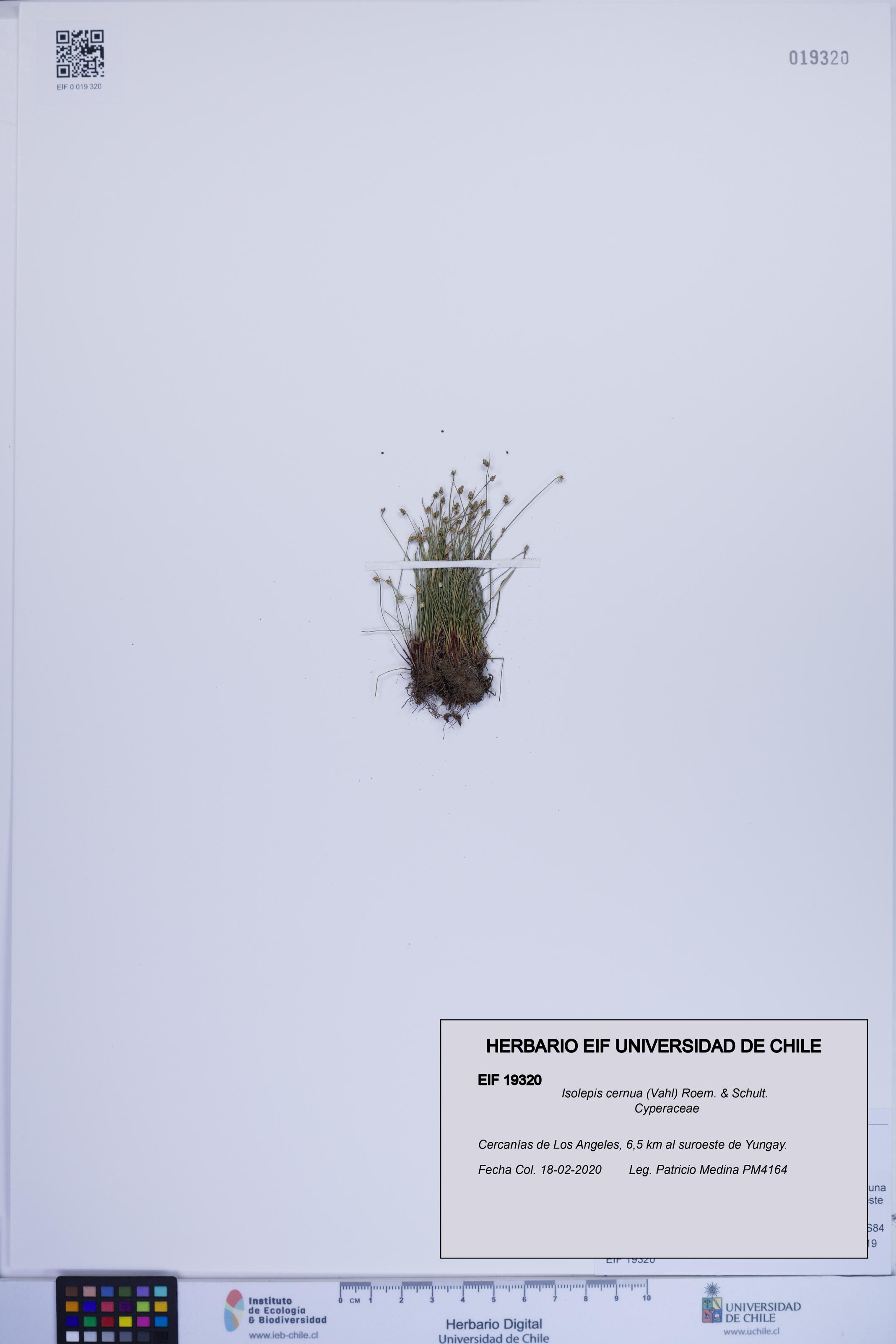 Isolepis cernua [Espécimen: ]