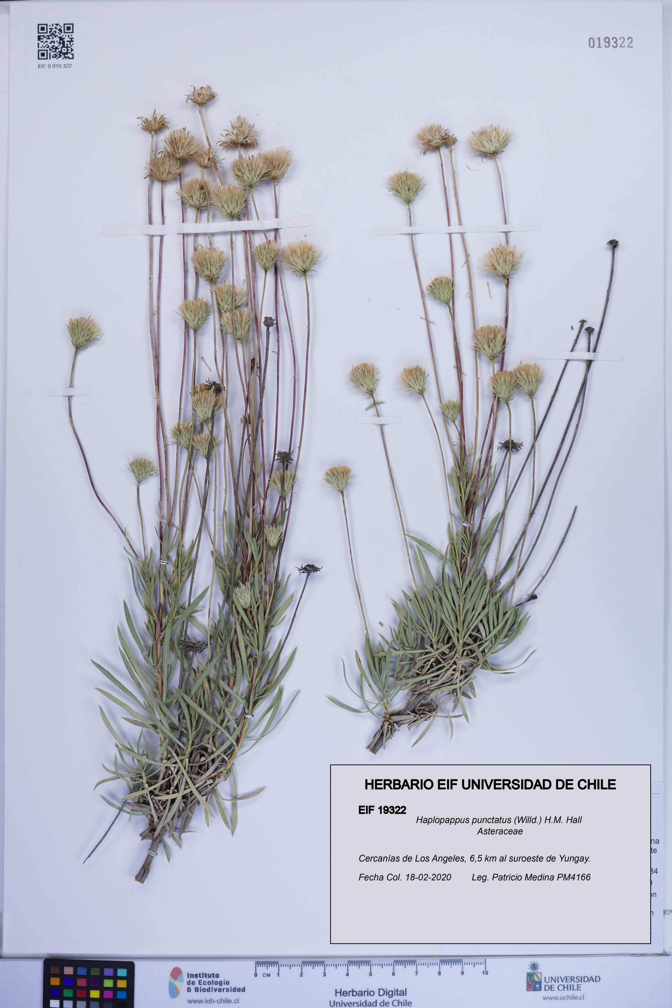 Haplopappus punctatus [Espécimen: ]