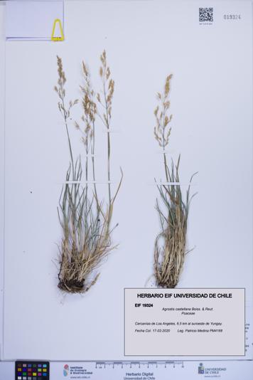 Agrostis castellana [Espécimen: ]