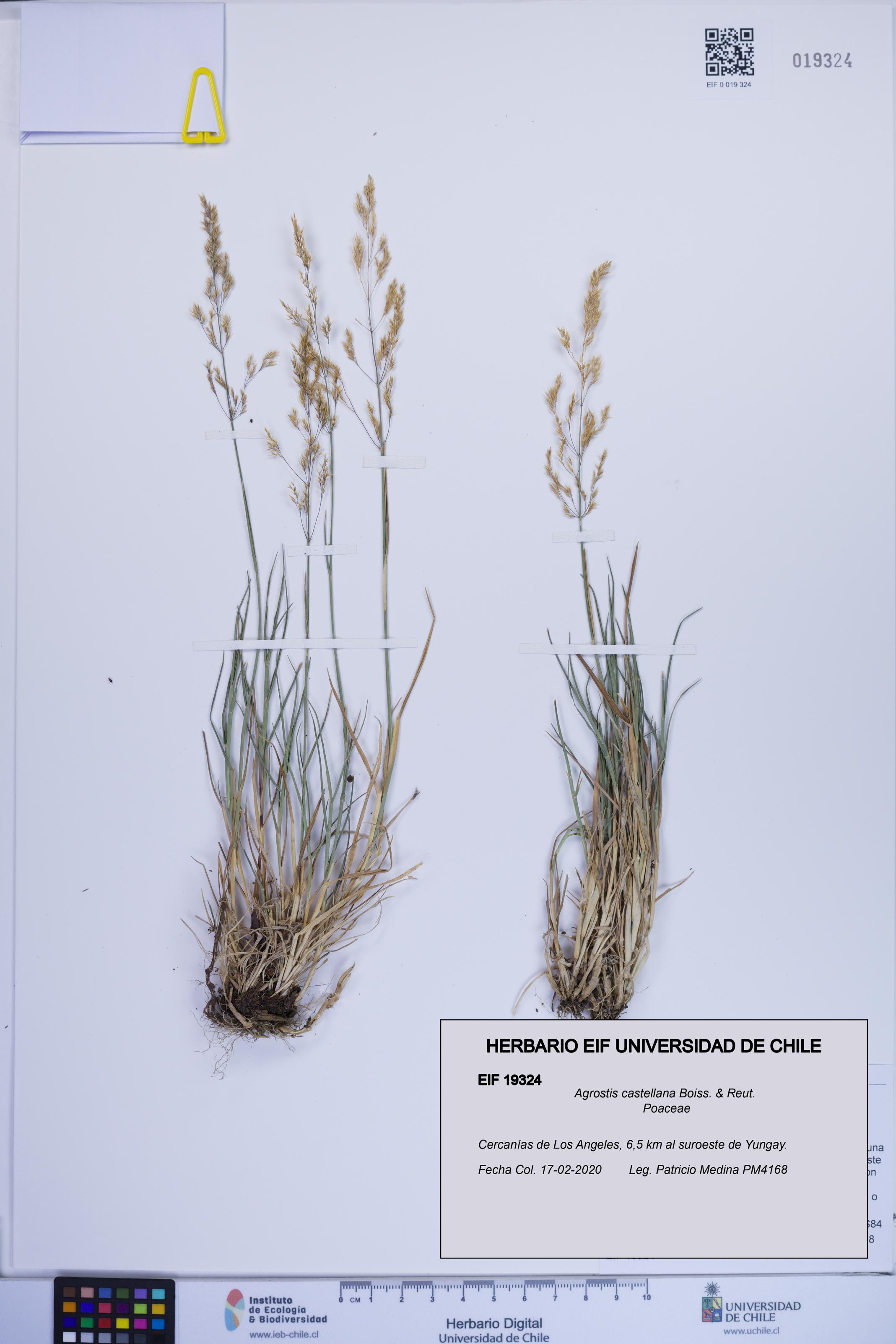 Agrostis castellana [Espécimen: ]