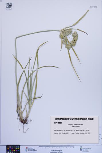 Cyperus eragrostis [Espécimen: ]