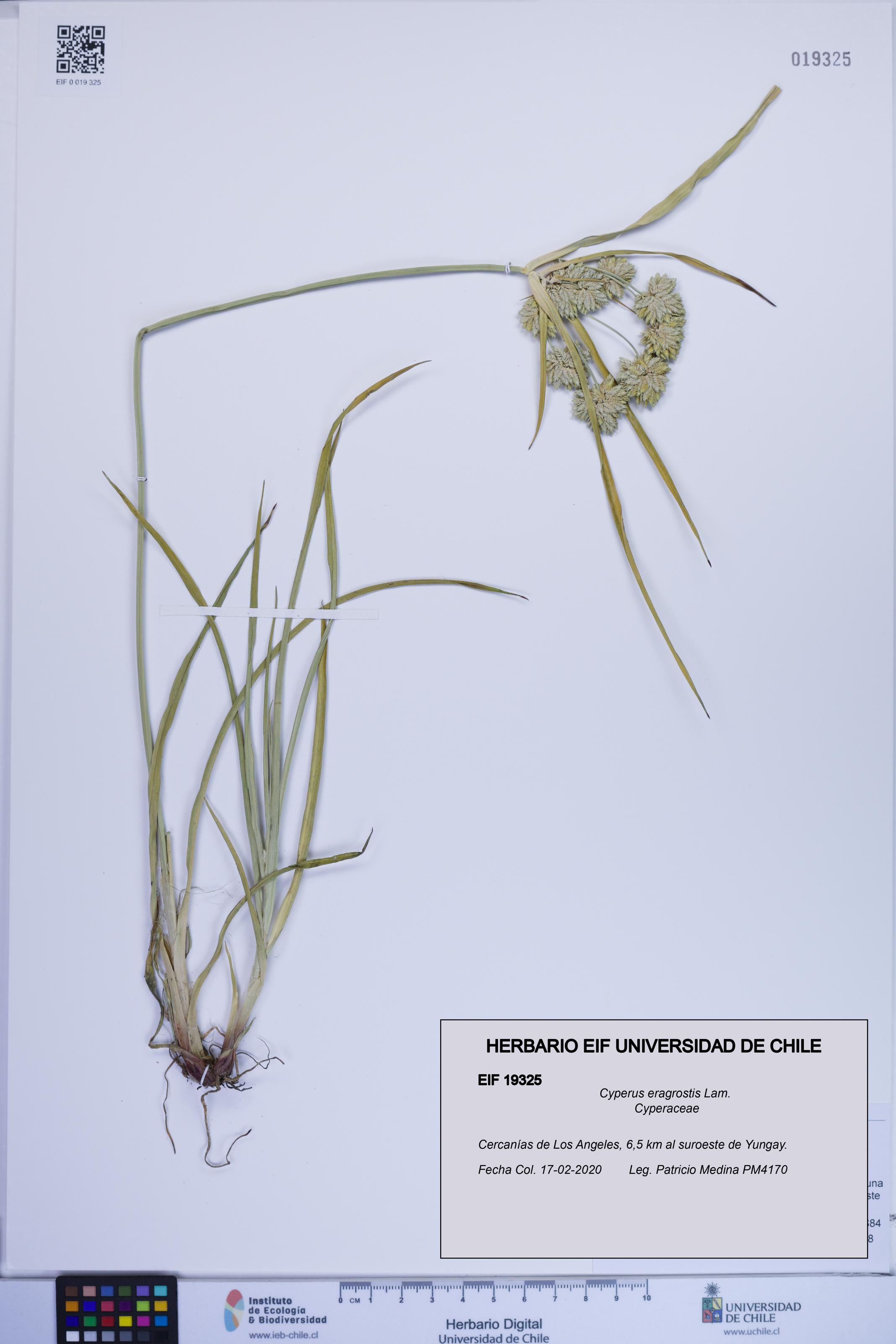 Cyperus eragrostis [Espécimen: ]