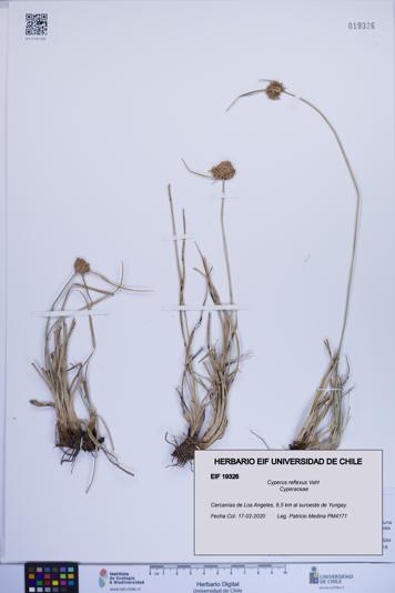 Cyperus reflexus [Espécimen: ]