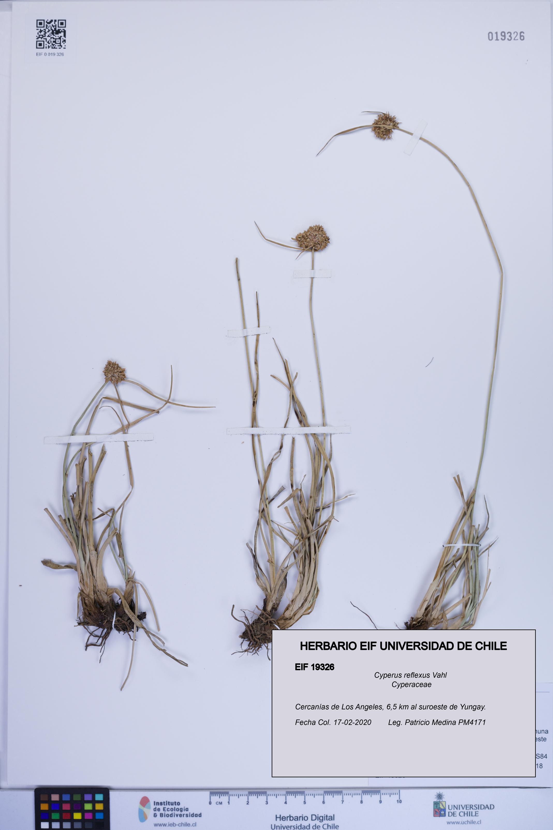 Cyperus reflexus [Espécimen: ]