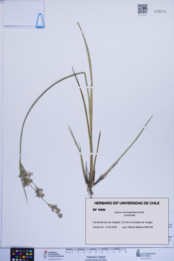 Juncus microcephalus [Espécimen: ]