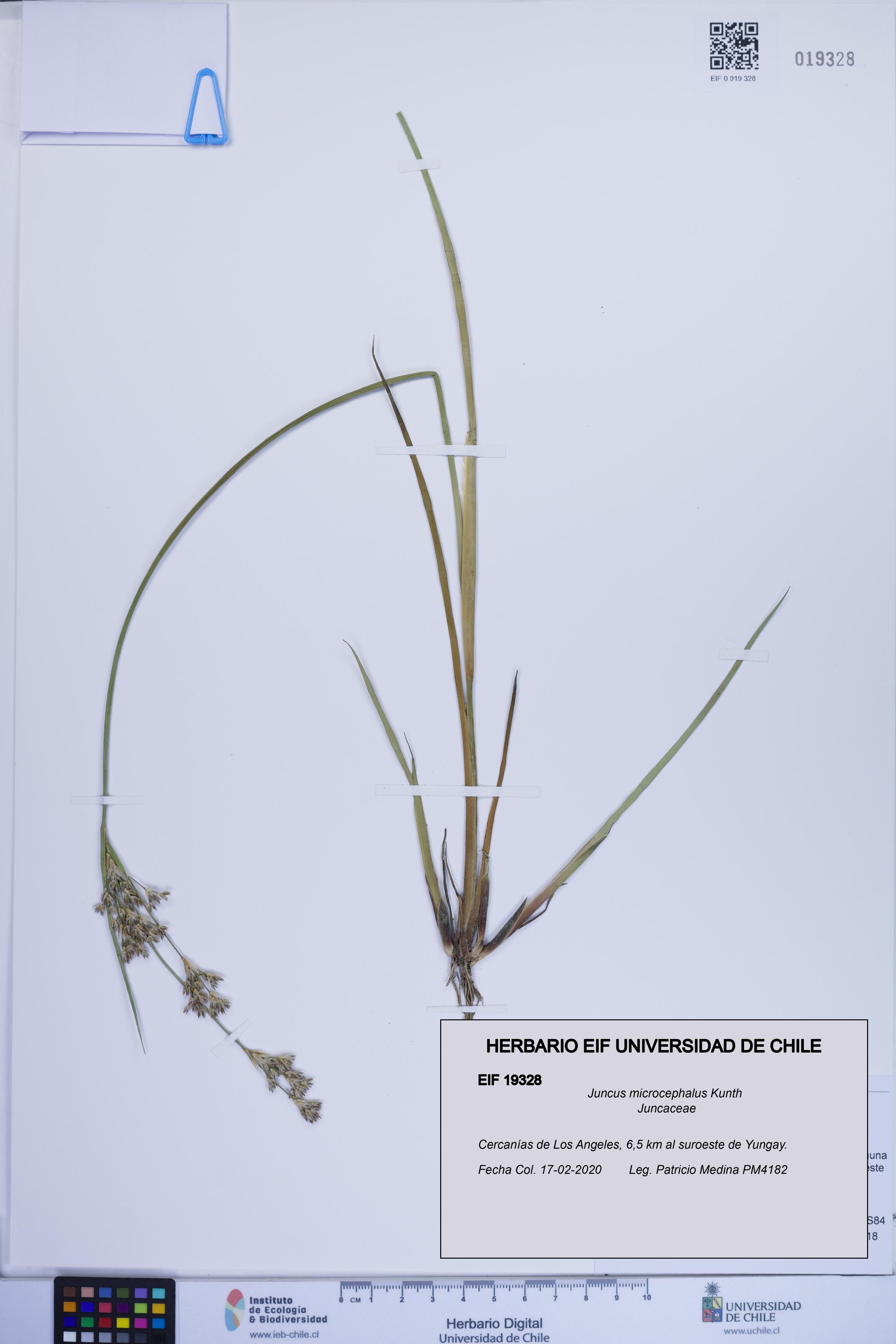 Juncus microcephalus [Espécimen: ]