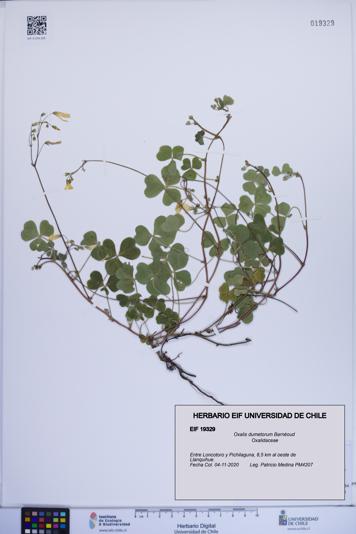 Oxalis dumetorum [Espécimen: ]
